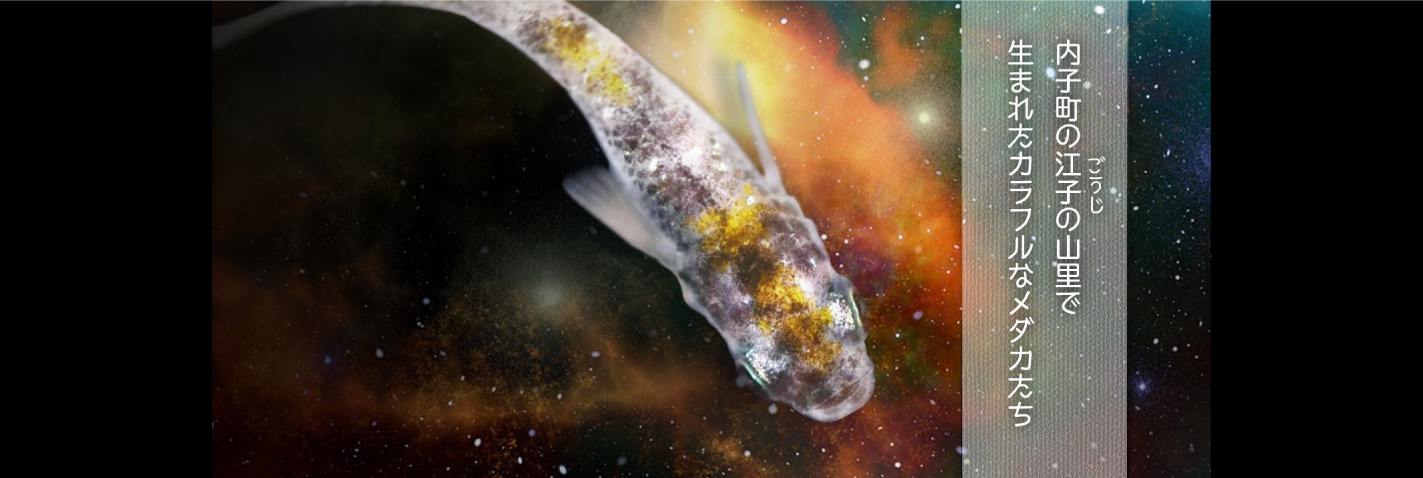 内子町の江子(ごうじ)の山里で生まれたカラフルなメダカたち