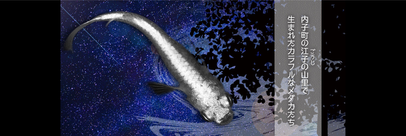 内子町の江子(ごうじ)の山里で生まれたカラフルなメダカたち